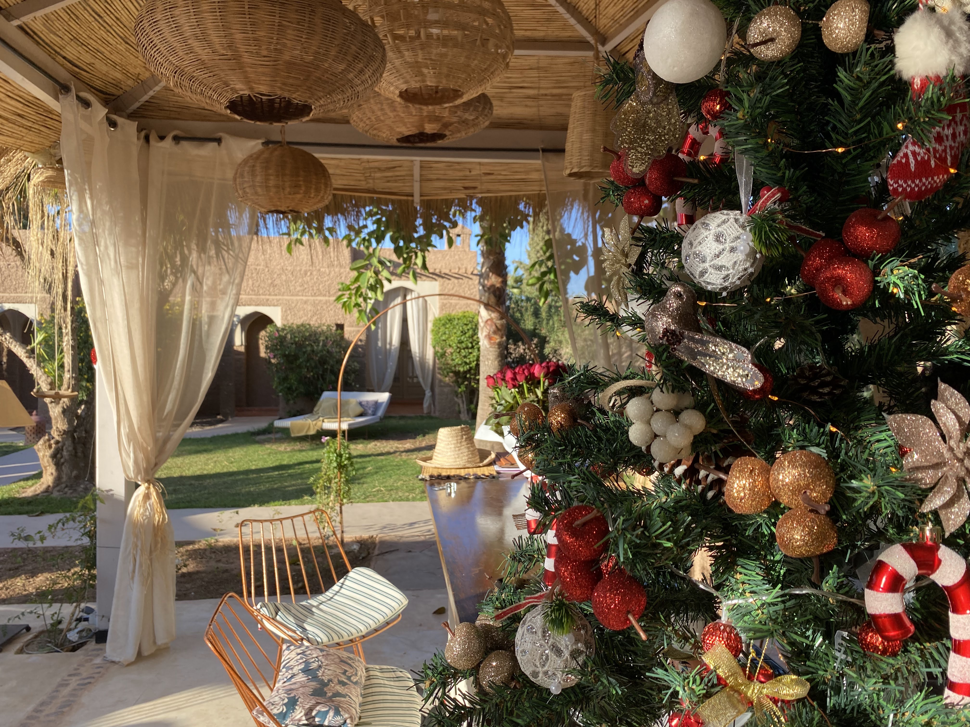 Moroccan Fir